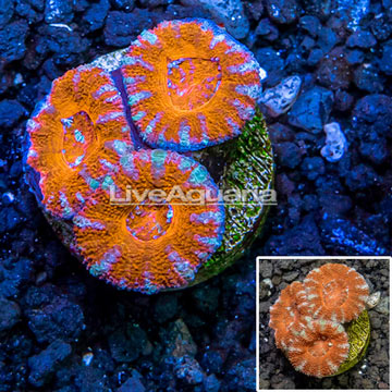 LiveAquaria® Cultured Acan Lord Coral
