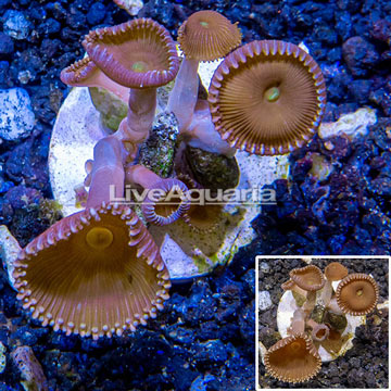 LiveAquaria® Cultured Protopalythoa Polyps