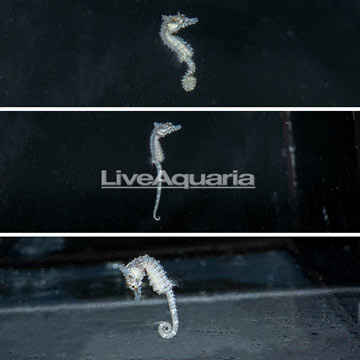 Dwarf Seahorse, Trio