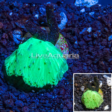 LiveAquaria® Cultured Cabbage Leather Coral 