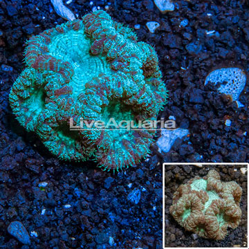 Australia Cultured Blastomussa Coral 