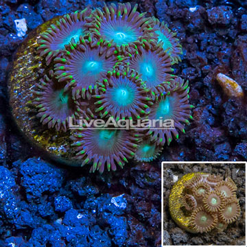 LiveAquaria® Cultured Zoanthus Coral 