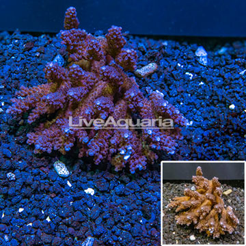 Bushy Acropora Coral Tonga