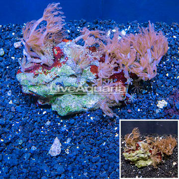 Waving Hand Coral Vietnam