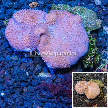Toadstool Leather Mushroom Coral Vietnam