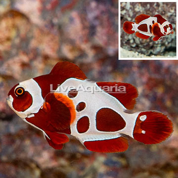 Peacekeeper Maroon Clownfish