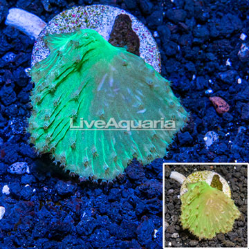 Cabbage Leather Coral 