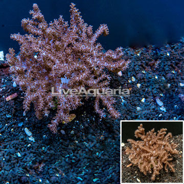 Cauliflower Colt Coral Indonesia 