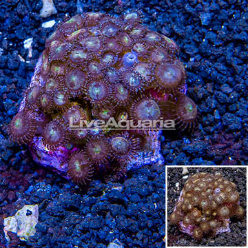 Zoanthus Coral Indonesia