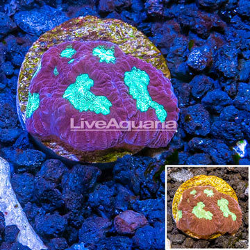 LiveAquaria® Cultured Dipsastrea Brain Coral 