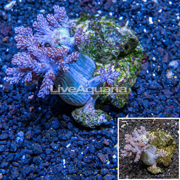 Pineapple Tree Coral Indonesia