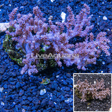 Tree Coral Indonesia