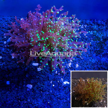 LiveAquaria® Cultured Frogspawn Coral