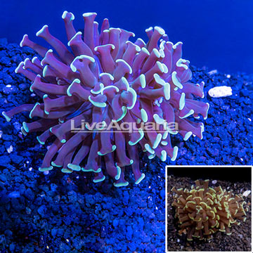 LiveAquaria® Cultured Hammer Coral
