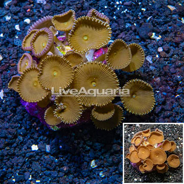 Protopalythoa Coral Indonesia