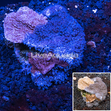 Montipora Coral Indonesia