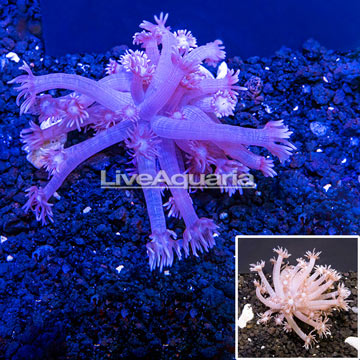 LiveAquaria® Cultured Goniopora Coral 
