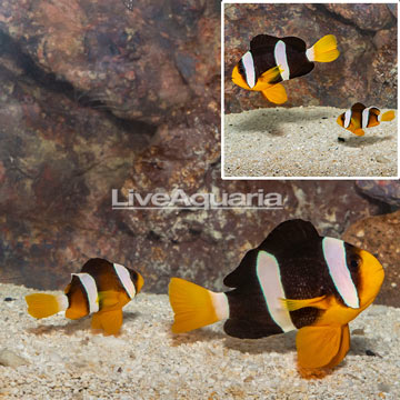  Clarkii Clownfish, Pair
