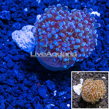 LiveAquaria® Cultured Grape Coral