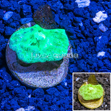 LiveAquaria® Cultured Cabbage Leather Coral