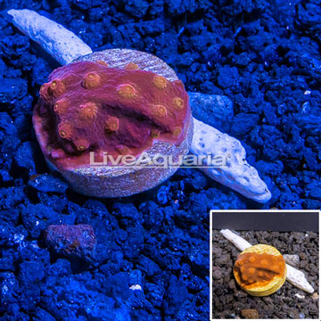 LiveAquaria® Cultured Red and Orange Cyphastrea Coral