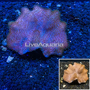 Toadstool Leather Coral Vietnam