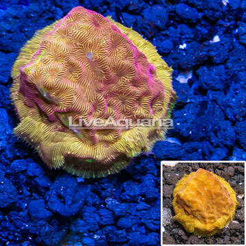 LiveAquaria® Cultured Orange Leptoseris Coral