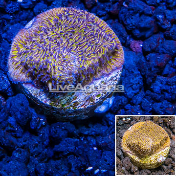 LiveAquaria® Cultured Orange Pavona Coral