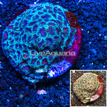 Dipsastrea Brain Coral Indonesia