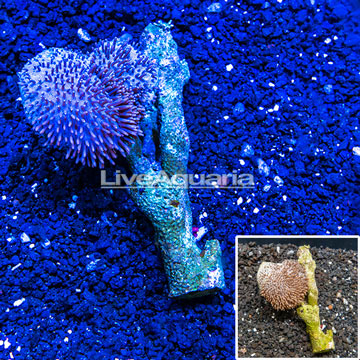 Sinularia Leather Coral Tonga
