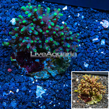 Acropora Coral Indonesia