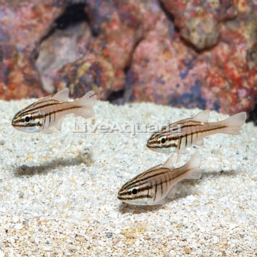 Oxina Cardinalfish,Trio