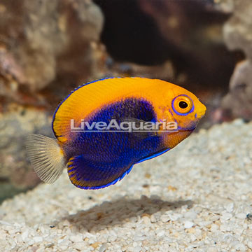 Flameback Angelfish