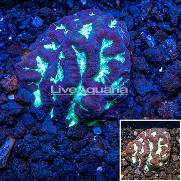 LiveAquaria® Cultured Goniastrea Brain Coral