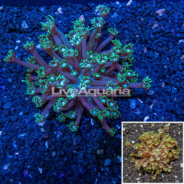 Goniopora Coral Australia
