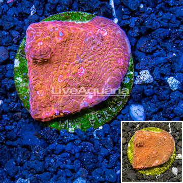 Chalice Coral Australia