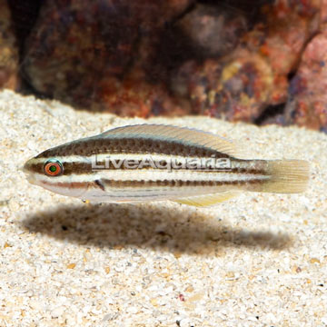 Princess Parrotfish - Juvenile