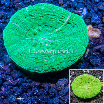 Scolymia Coral Australia