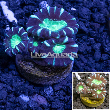 LiveAquaria® Cultured Candy Cane Coral