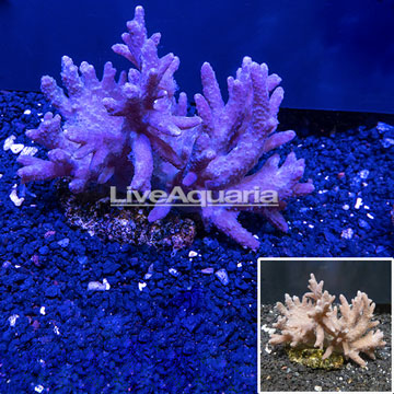 Sinularia Leather Coral Indonesia