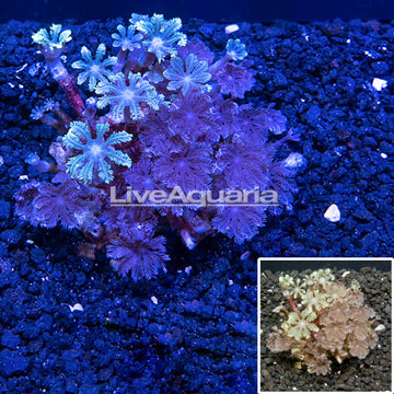 Glove Polyp Coral  Australia
