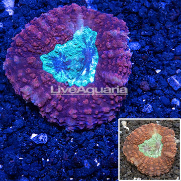 Lobed Brain Coral Australia