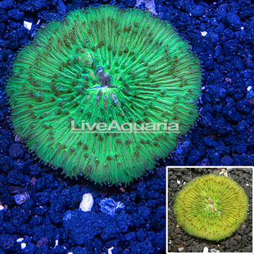 Short Tentacle Plate Coral Australia