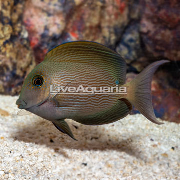Striated Bristletooth Tang 