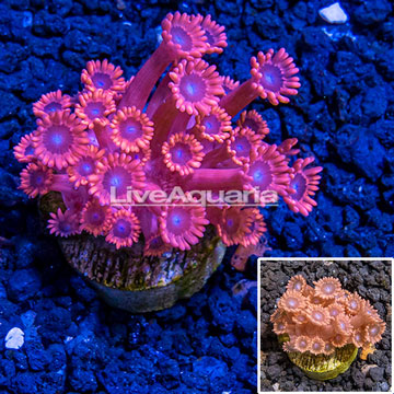 LiveAquaria® Cultured Goniopora Coral