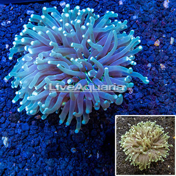 Long Tentacle Plate Coral Australia