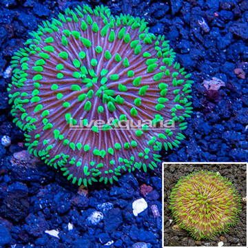 Short Tentacle Plate Coral Australia