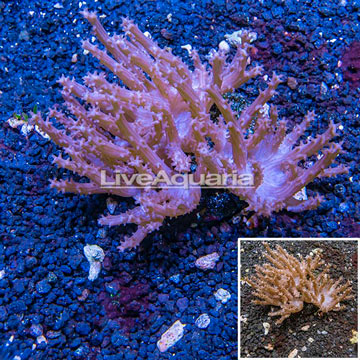 Tree Coral Indonesia