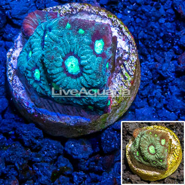 LiveAquaria® Cultured War Coral 