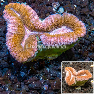 Lobed Brain Coral Australia